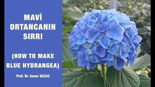 Mavi Ortancanın Sırrı, How To Make Blue Hydrangea, Changing The Color Of Hydrangeas