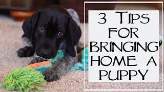 3 Things You Need To Know Before Bringing Home A New Puppy