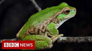 Saving Australian frog species on the brink of extinction - BBC News