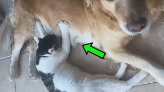 cats suck dogs - Funny Pet Videos Compilation