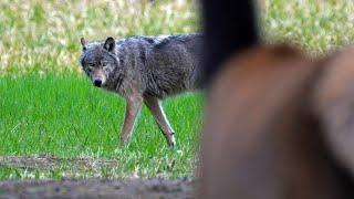 Elk Cow Moves Hungry Wolf Away from Calf's Hiding Spot