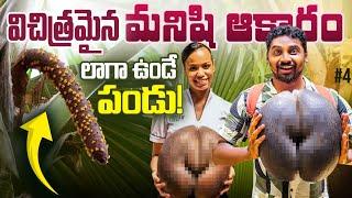 Coco De Mer Worlds Largest Seed | Weird Fruit | Praslin Seychelles  | Uma Telugu Traveller