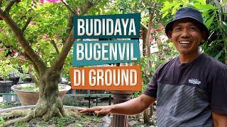 Budidaya Bahan Bonsai Bugenvil Singapura Bersama Mas Arief Galur, Kulonprogo