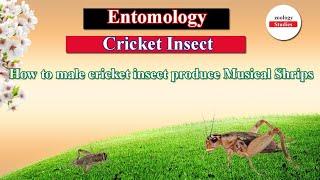 Cricket Insect