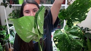 Monstera Thai Constellation Plant Unboxing