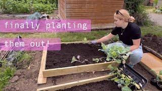 New Raised Beds & Brassicas Are Out! Allotment Vlog  Ep.23 