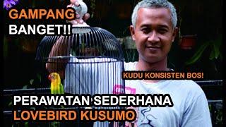 5 Cara Melatih LOVEBIRD NGEKEK Panjang Seperti Perawatan LOVEBIRD KUSUMO