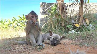 Melt Over The Cuteness Of Nahu Monkey Teasing A Sleeping Puppy