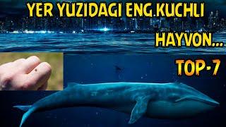 DUNYODAGI ENG KUCHLI 7 TA HAYVON | ДУНЁДАГИ ЭНГ КУЧЛИ 7 ТА ҲАЙВОН