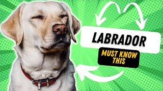 3 THINGS TO KNOW BEFORE GETTING A LABRADOR