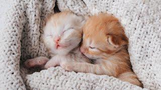10 Hours of Extremely Relaxing Cat Music!  Relaxing Lullaby with Cat Purring Sounds