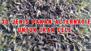 30 jenis pakan alternatif untuk ikan lele ! Saya bahas jenisnya saja, racikannya terserah kalian