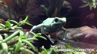 Dart Frog Connection's Phyllobates terribilis mint