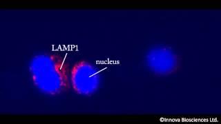 Protein labeling and conjugation