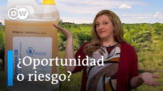 Aceite de palma, polémico pero lucrativo para Latinoamérica