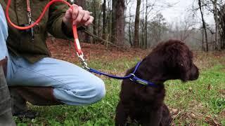 Boykin Spaniel Training 004 (Starting Heel Work)