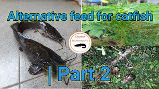Pakan Alternatif Ikan Lele | bagian 2