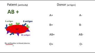 AB Positive Blood Type (Donating and Receiving)