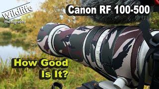 Wildlife Photography Lens Canon RF100-500 | Was It Worth It?