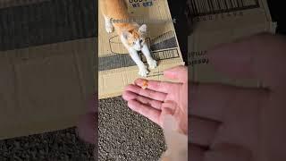 feeding homeless kitten orange