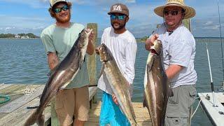 Chumming for Cobia 2020 Raw Uncut Cobia Limit in 5 min