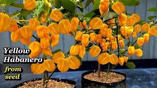 Growing Yellow Habanero Peppers from Seed - Step by Step
