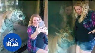 Tiger nuzzles pregnant woman through glass at Indiana zoo - Daily Mail