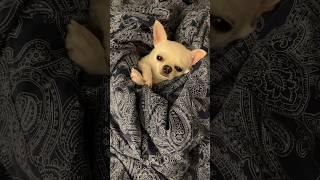 Обычный день Винса! #shorts #chihuahua #funny