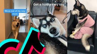 The Most Loudest Husky TikTok Compilation | Dogs Of TikTok