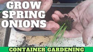 Grow Spring Onions