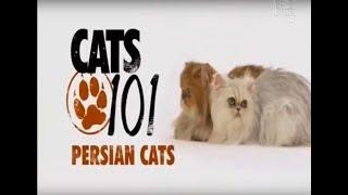 Персидская кошка 101kote.ru Persian 101cats