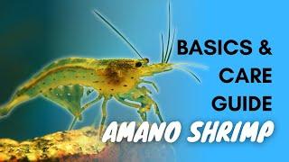 Amano Shrimp: Basics And Care