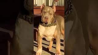 Mengerikan anjing pitbull berotot #shorts #youtubeshorts #pitbull