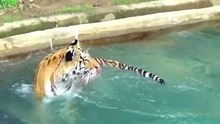 Stunning Nikita Tiger Swims!!8/27/19