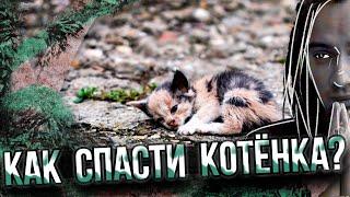 КАК я СПАС КУЧУ КОТЯТ и ОСТАВИЛ их СЕБЕ