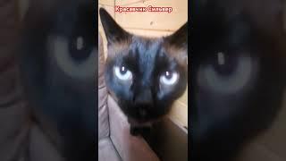 Красавчик Сильвер #sorts #shortvideo #kota #смешныеживотные #котики #котята #кот #забавныеживотные