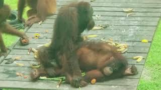 Ever Watched Orangutans Having Sex? | Orangutans Mating in Borneo