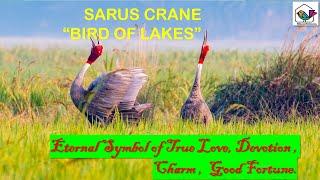 Sarus crane | Bird | State bird of U.P | Marital fidelity | Ramayan inspiration| Identification