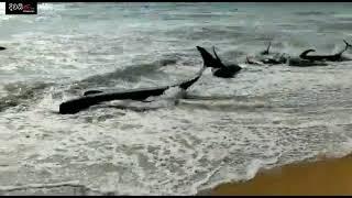 Nearly 100 whales stranded off the coast of Panadura