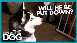 Can Diesel Be Saved From Being Put Down? | It's Me or the Dog