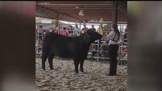 Champion cow found slaughtered in Collier County