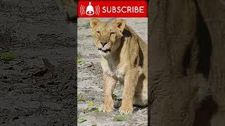 || Queen Of Jungle Lioness Big Cat || JippyWaris Offical || #new #viral #short #animals #shortsfeed