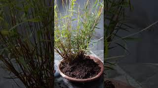 Membuat Bonsai Mini Bambu Air