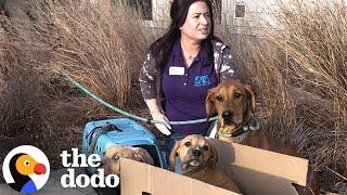 Mama Dog Left Outside Shelter Tied To Her Babies | The Dodo