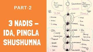 3 Fundamental Nadis - Ida, Pingala and Sushumna: Meaning, Difference and Relation with Chakras