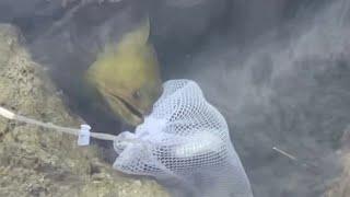 I Hooked MASSIVE Moray Eel That Tried to Steal My Fish! (2021 Florida Keys Trip)