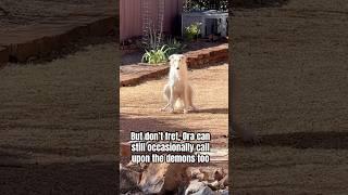 Ora is still here to help #borzoi #dogs #funny #hoark #unhinged #weird