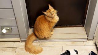 MELISSA THE MAINE COON PLANS AN ESCAPE / The Beaver Has Got Fat