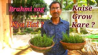 घर मे ब्राह्मी का साग ऐसे उगाएं / Growing Brahmi at home easily