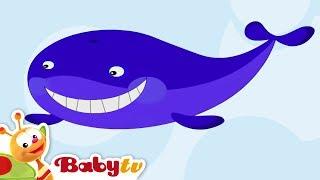 Whale | Animal Sounds and Names for Kids & Toddlers @BabyTV